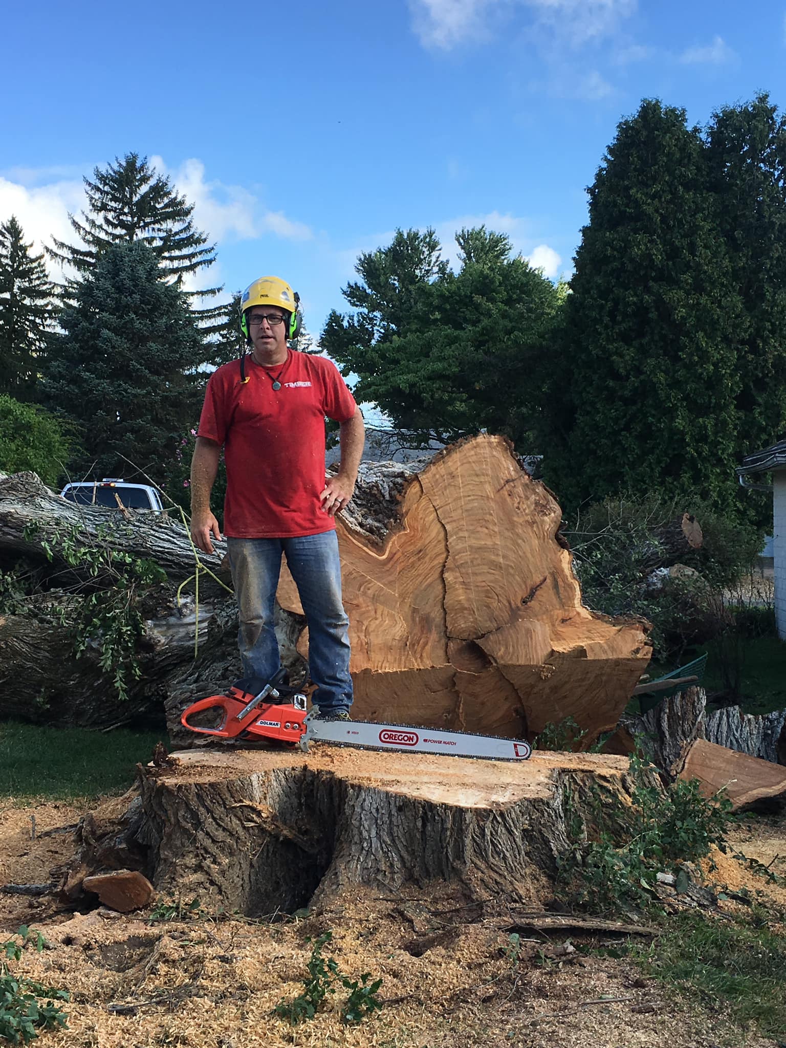 Tree removal service